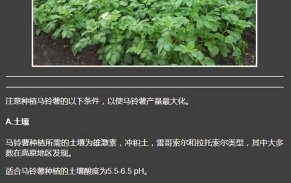 Potato Cultivation screenshot 3