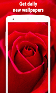 Rose Wallpaper (4k) screenshot 11