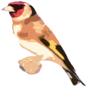 Free Singing goldfinches