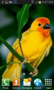 Cute Yellow Bird LWP screenshot 1