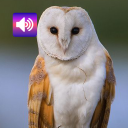 Owl: Sounds & Ringtones icon