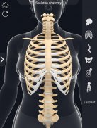 Skeleton Anatomy Pro. screenshot 7