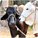 Pashupalan Dairy Farming in Hindi Icon