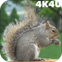 4K Park Squirrel Video Live Wallpaper Icon