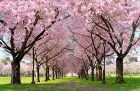 Spring Cherry Blossom Live Wallpaper FREE screenshot 2