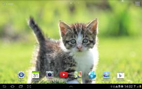 Cat Live Wallpaper screenshot 3