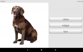 Learn Romanian words with ST screenshot 22