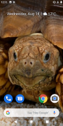 Sea Turtle 3D Video Live Wallpaper screenshot 2