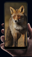 Fox Wallpaper HD screenshot 5