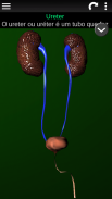 Órgãos Internos em 3D (Anatomia) screenshot 2