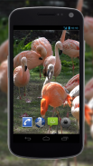 4K Flamingo Video Live Wallpapers screenshot 5