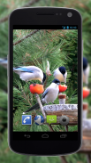 4K Garden Birds Live Wallpaper screenshot 1