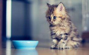 Kitten - HD Wallpapers screenshot 1