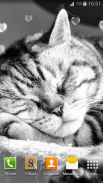 القطط لطيفه خلفية متحركة screenshot 12