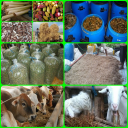 animal feed fermentation