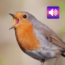 Robin Bird Sounds Icon