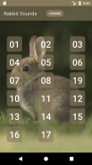 Rabbit and Bunny Sounds screenshot 1