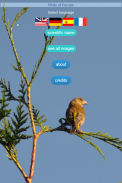 Birds of Europe (DE EN ES FR) screenshot 0