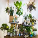 Dekorative Pflanzen Indoor Icon