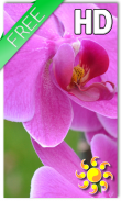 Pink Orchid LWP Free screenshot 0