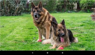 Dog German Shepherd Wallpapers screenshot 8