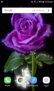 Purple Shine Rose LWP screenshot 2