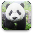 Panda Free Video Wallpaper Icon