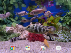 Aquarium Video Wallpaper screenshot 11