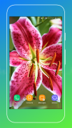 Lily Flower Wallpaper screenshot 14