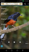 White Rumped Shama screenshot 2