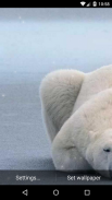 Polar Bear Live Wallpaper HD screenshot 6