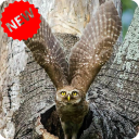 Owl Wallpaper