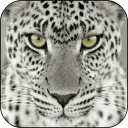 Snow Leopard Live Wallpaper Icon