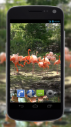 4K Flamingo Video Live Wallpaper screenshot 4