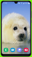 Harp Seal Wallpaper HD screenshot 5