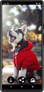 Husky Puppies Wallpapers screenshot 1