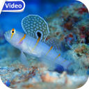 Sea Life Theme Video Wallpaper Icon