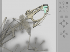 3D Frog Skeleton screenshot 4