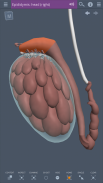 Male Pelvis: 3D RT - Sub screenshot 9