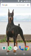 Doberman Dog Wallpaper HD screenshot 2