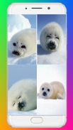 Harb Seal Wallpaper Full HD screenshot 0