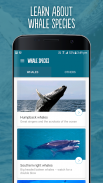 Wild About Whales screenshot 2