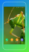 Grasshopper Wallpaper screenshot 3