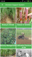 Sugarcane Expert System screenshot 3