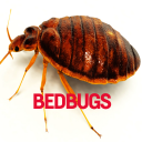 Bedbugs Disease