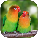 Lovebirds sounds ringtones