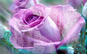 Purple Roses live wallpaper screenshot 7