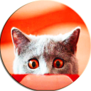 Scare Cats Sound Cat Prank Icon