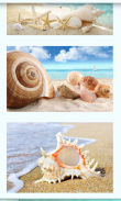 Seashells Images Wallpapers screenshot 1