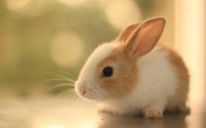 🐇 Rabbit wallpaper screenshot 7